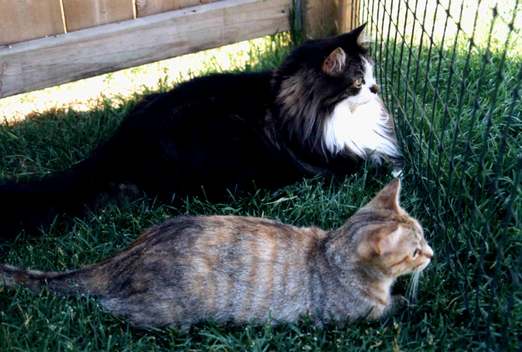 cats-max-vic.jpeg