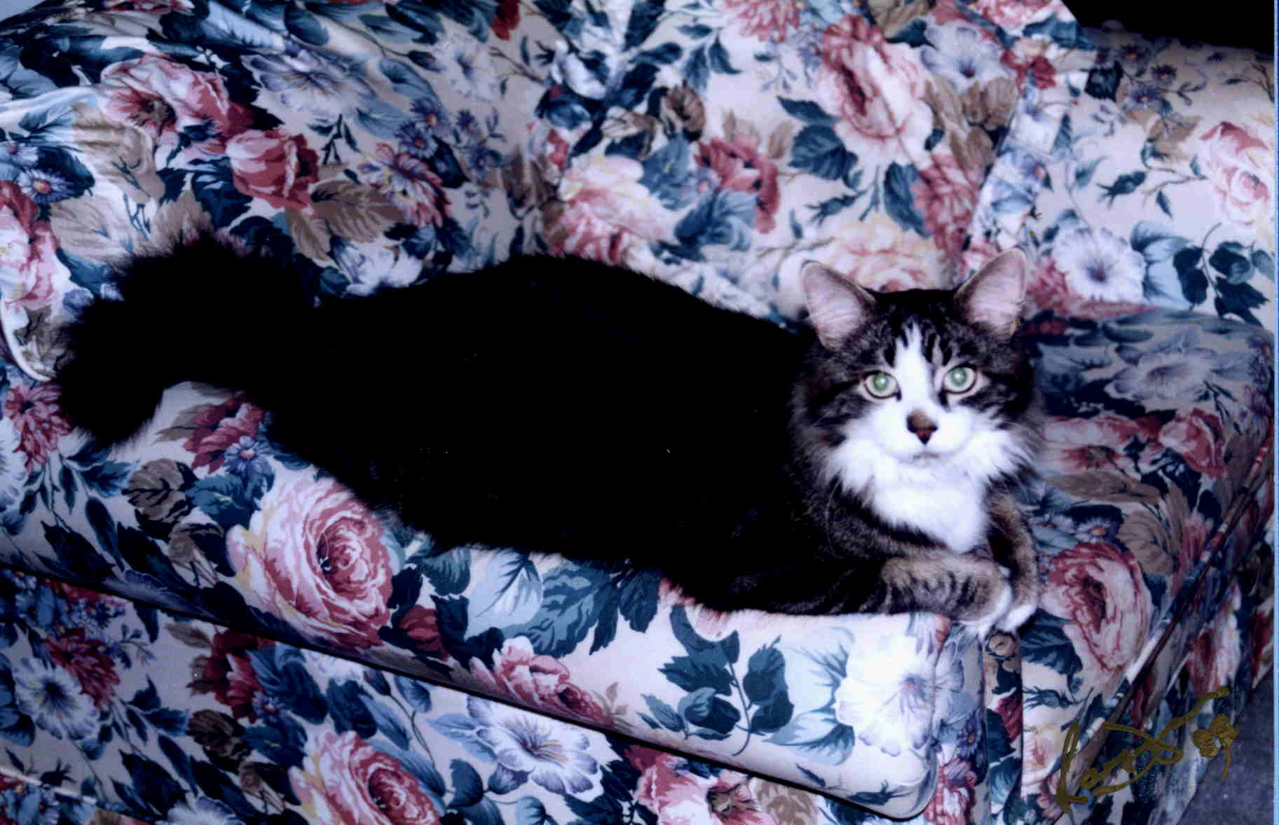 max-the-cat.jpeg
