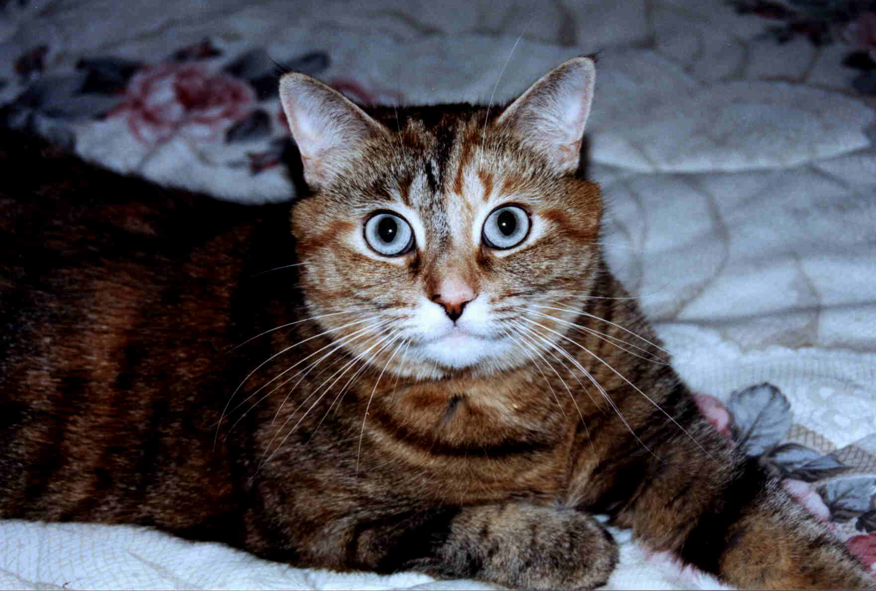 vicky-the-cat.jpeg